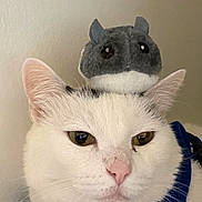 Found is registered to the contest to win money with this photo: cat, white_cat, stuffed_animal, blue_harness, pet, indoor, close_up, animal_face, cute, calm, feline, soft_toy, domestic_cat, whiskers, pink_nose, ears, fur, looking, resting, portrait