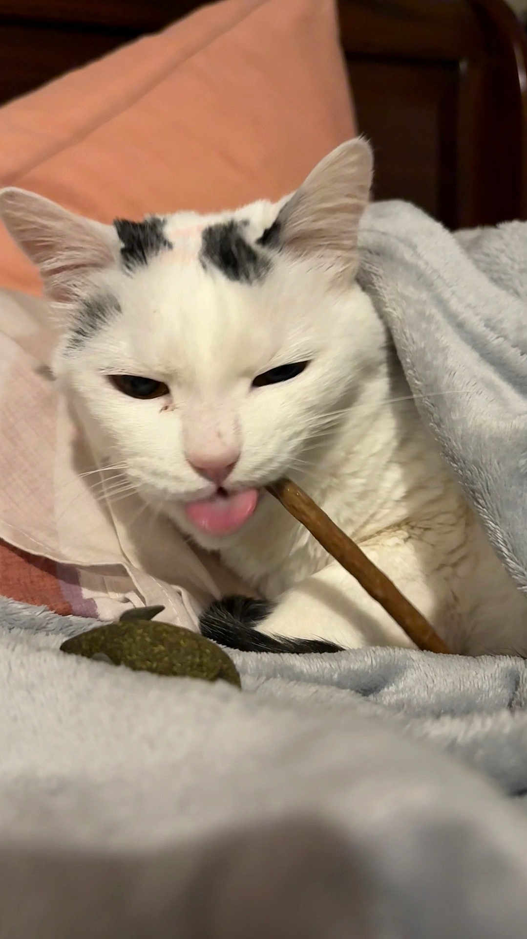 Found joined the competition — help win amazing prizes! cat, white_cat, black_markings, tongue_out, blanket, indoor, cozy, pet, feline, resting, pillow, bed, soft_texture, close_up, animal, cute, playful, relaxed, fur, sleepy