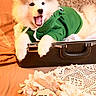 animal, cozy, cute, decor, dog, fabric, flowers, fluffy, green_hoodie, indoors, milestone_badge, pet, playful, portrait, puppy, resting, small_dog, suitcase, white_fur, yawning