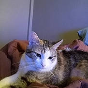 Peanut Butter joined the competition — help win amazing prizes! animal, bed, blanket, brown, cat, comfort, cozy, ears, feline, fur, home, indoor, pet, relaxed, resting, soft_lighting, striped, tabby_cat, whiskers, white