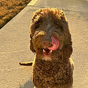 Autumn is registered to the contest to win money with this photo: dog, brown, curly_fur, tongue, licking, outdoor, sunlight, concrete, path, pet, mammal, canine, cute, animal, fur, happy, playful, summer, daytime, friendly