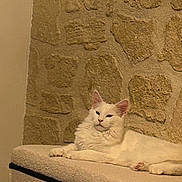 Olimpe participe au concours pour gagner de l'argent avec cette photo : cat, white_cat, feline, pet, indoor, resting, carpeted_surface, stone_wall, relaxed, animal, cute, fluffy, portrait, laying_down, mammal, domestic_animal, cozy, quiet, calm, fur