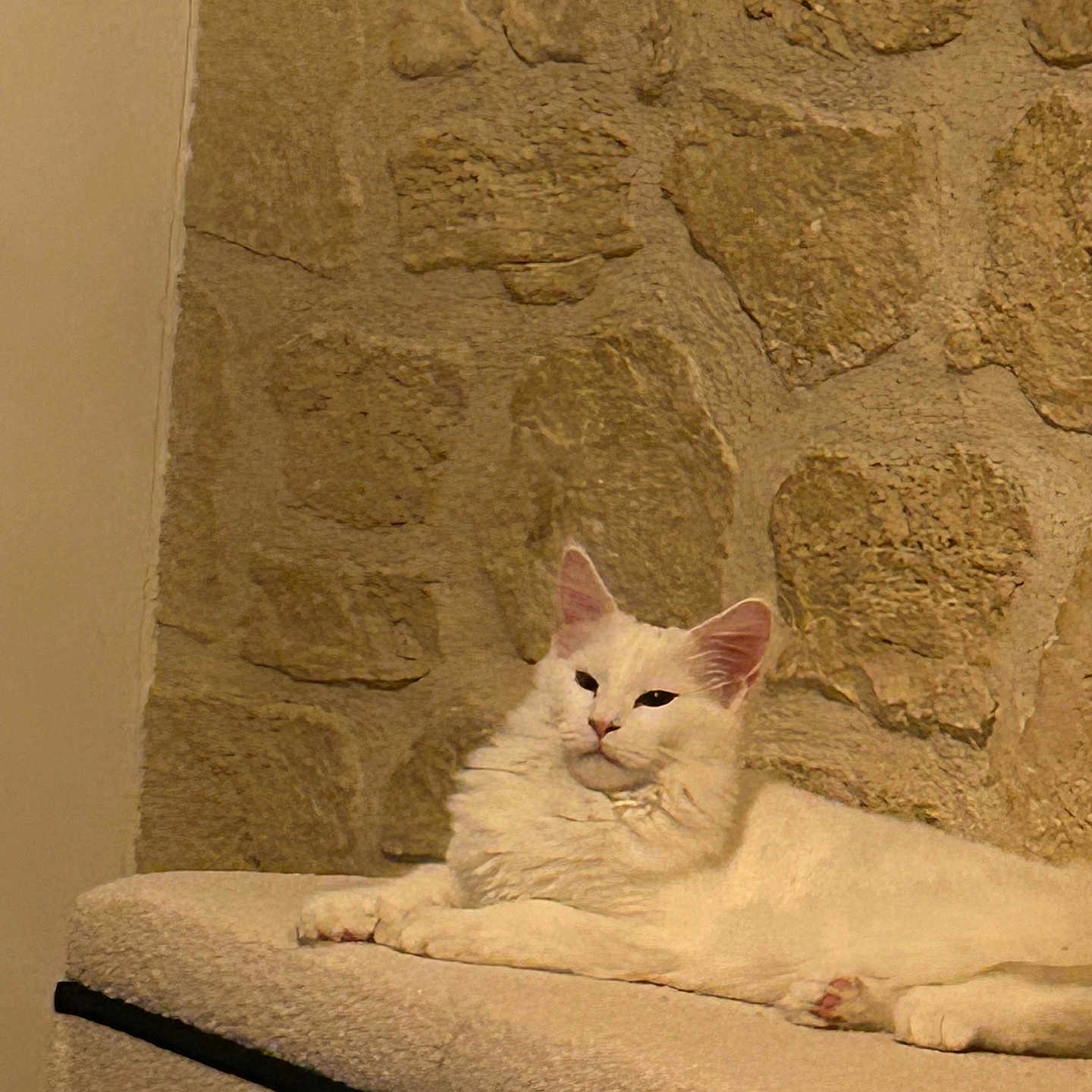 Olimpe participe au concours pour gagner de l'argent avec cette photo : animal, calm, carpeted_surface, cat, cozy, cute, domestic_animal, feline, fluffy, fur, indoor, laying_down, mammal, pet, portrait, quiet, relaxed, resting, stone_wall, white_cat