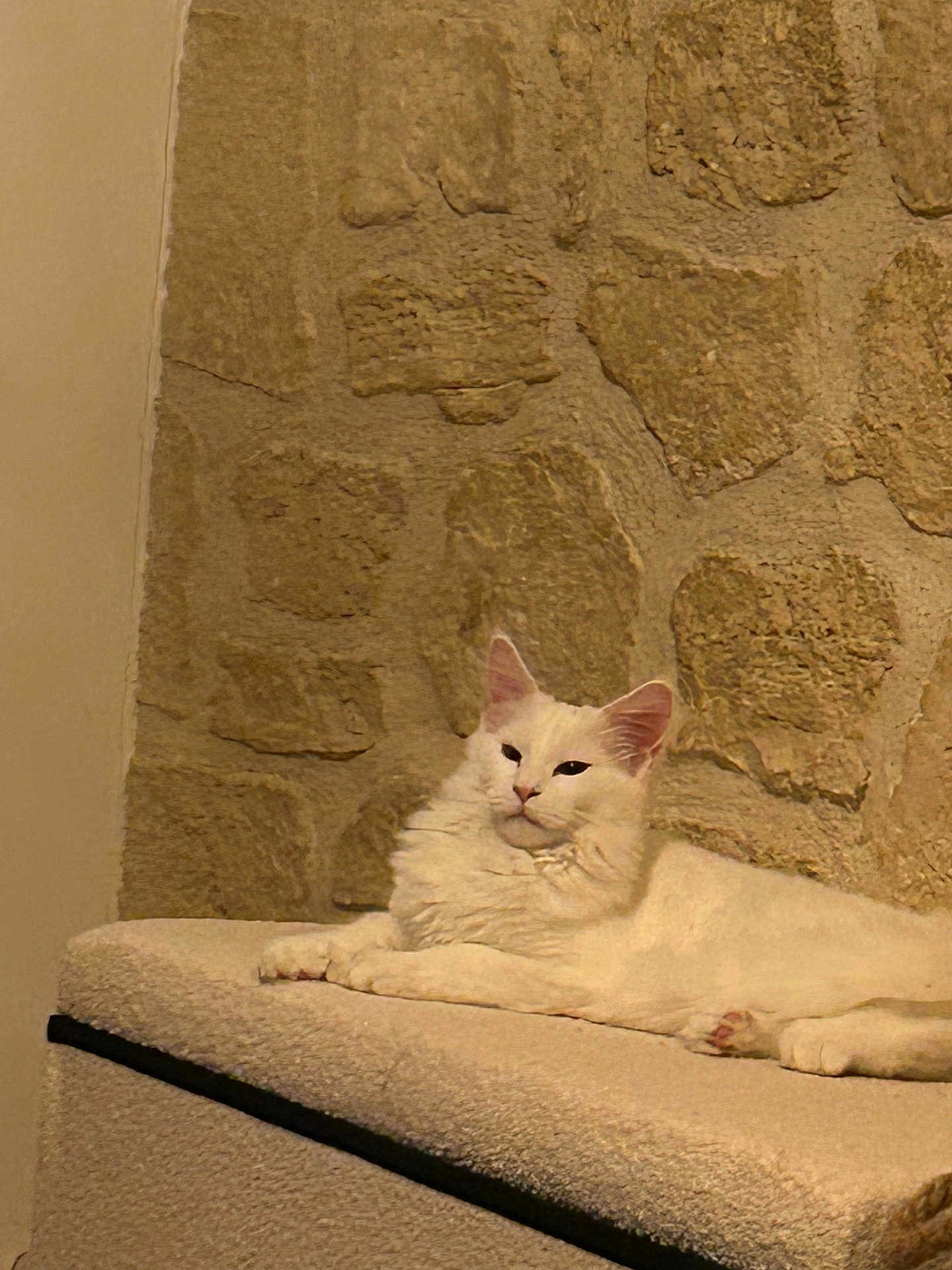 Olimpe participe au concours pour gagner de l'argent avec cette photo : cat, white_cat, feline, pet, indoor, resting, carpeted_surface, stone_wall, relaxed, animal, cute, fluffy, portrait, laying_down, mammal, domestic_animal, cozy, quiet, calm, fur