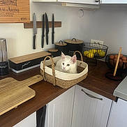 Olympe participe au concours pour gagner de l'argent avec cette photo : basket, cabinet, cat, container, countertop, cozy, cutting_board, domestic, eggs, fruit_basket, home, indoor, kitchen, knives, lemons, pet, relaxed, white_cat, wooden, woven_basket