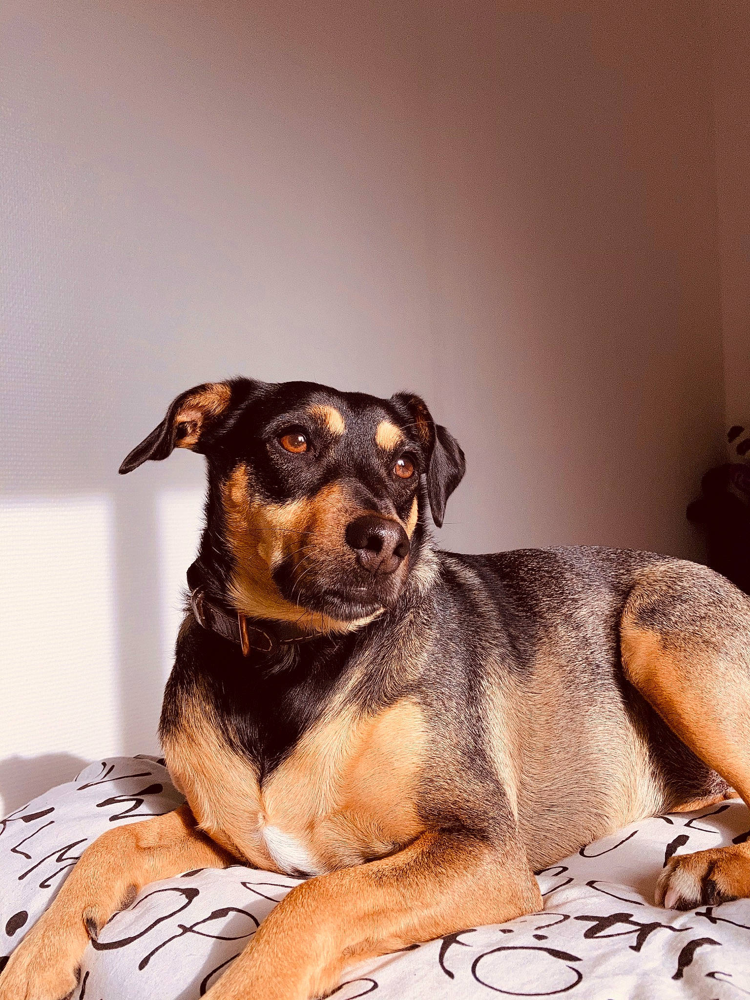 Nalia a rejoint le concours — aidez-le/la à gagner de superbes lots ! canidae, carnivore, companion_dog, dog, dog_breed, ear, fawn, fur, huntaway, mammal, paw, puppy, rare_breed_dog, snout, sporting_group, whiskers