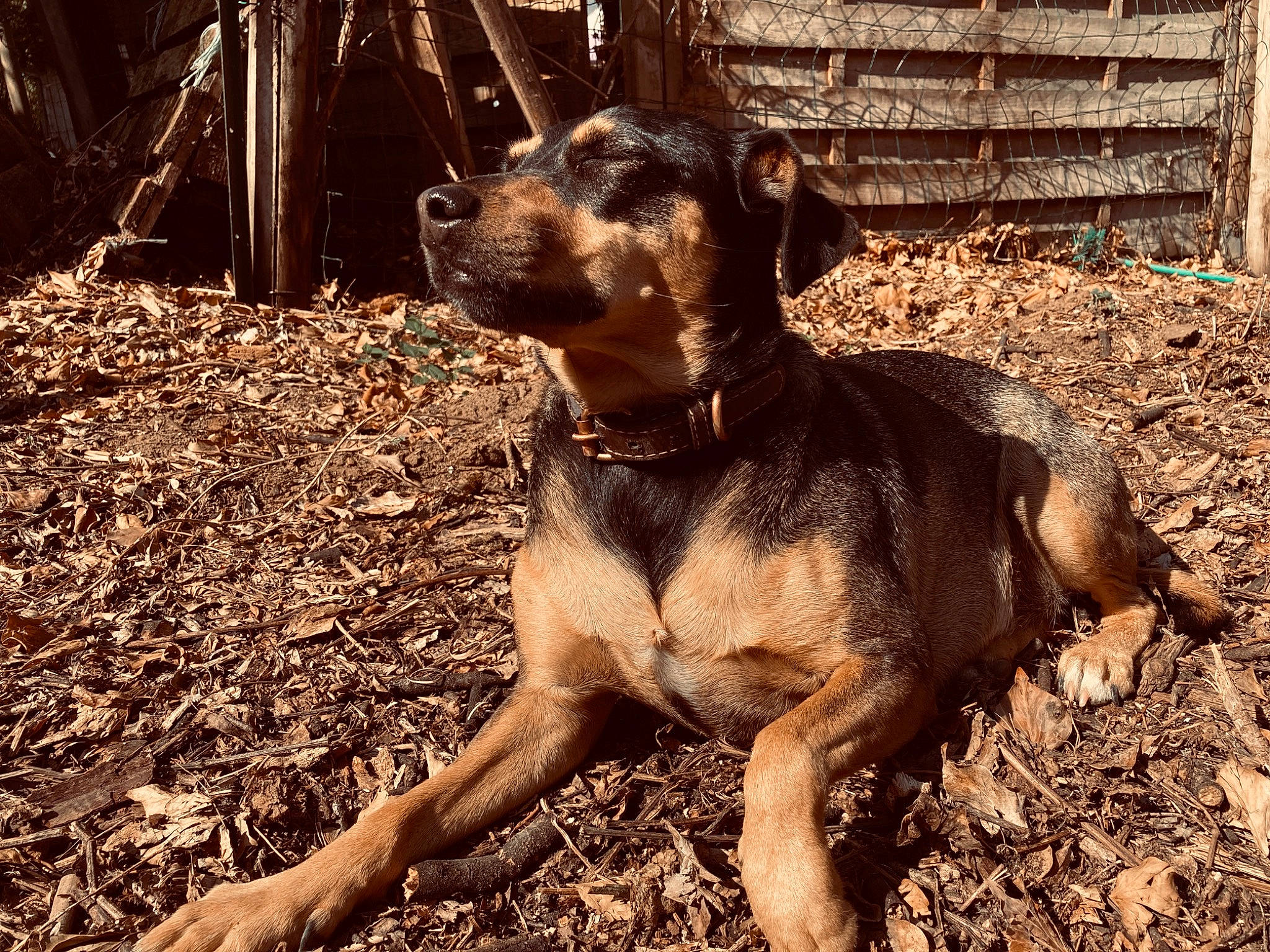 Nicky participe au concours pour gagner de l'argent avec cette photo : black_mouth_cur, canidae, carnivore, dog, dog_breed, fawn, feist, hunting_dog, louisiana_catahoula_leopard_dog, mammal, mountain_cur, sporting_group