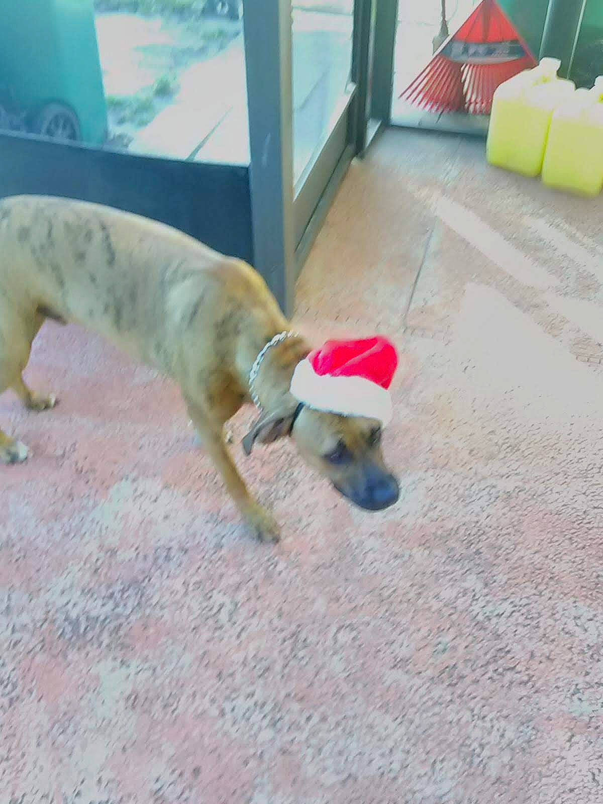 Bristol joined the competition — help win amazing prizes! canidae, carnivore, chair, companion_dog, dog, dog_breed, dog_supply, fawn, floor, flooring, fun, leisure, non_sporting_group, pet_supply, play, snout, sporting_group, tail, working_animal