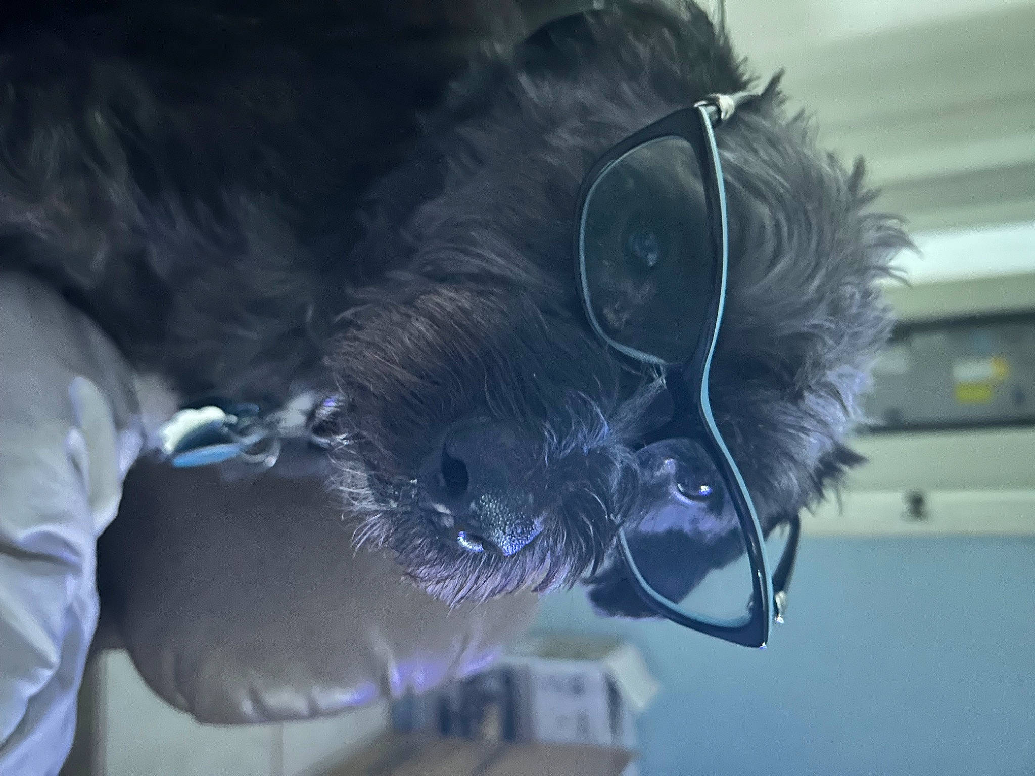 Chewie is registered to the contest to win money with this photo: audio_equipment, beard, canidae, carnivore, companion_dog, dog, dog_breed, ear, electric_blue, eyewear, facial_hair, feather, felidae, fur, jaw, personal_protective_equipment, snout, sporting_group, vision_care, whiskers