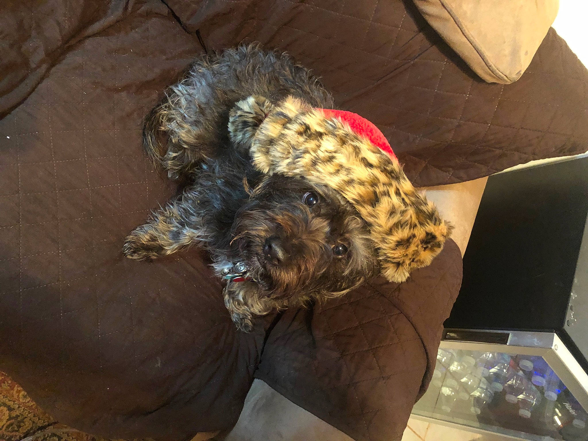 Chewie is registered to the contest to win money with this photo: box, canidae, carnivore, comfort, companion_dog, couch, dog, dog_breed, felidae, fur, hat, military_camouflage, room, sporting_group, tail, terrier, thigh, toy_dog