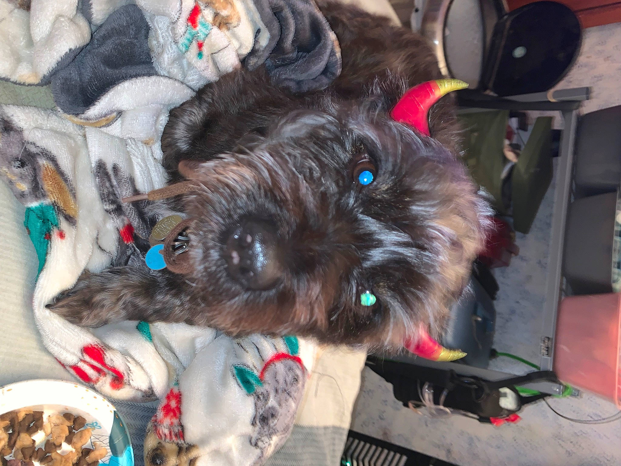 Chewie joined the competition — help win amazing prizes! canidae, carnivore, collar, companion_dog, dog, dog_breed, dog_collar, dog_supply, fur, schnauzer, small_terrier, snout, sporting_group, standard_schnauzer, terrier, toy, toy_dog, whiskers, working_animal, yorkipoo