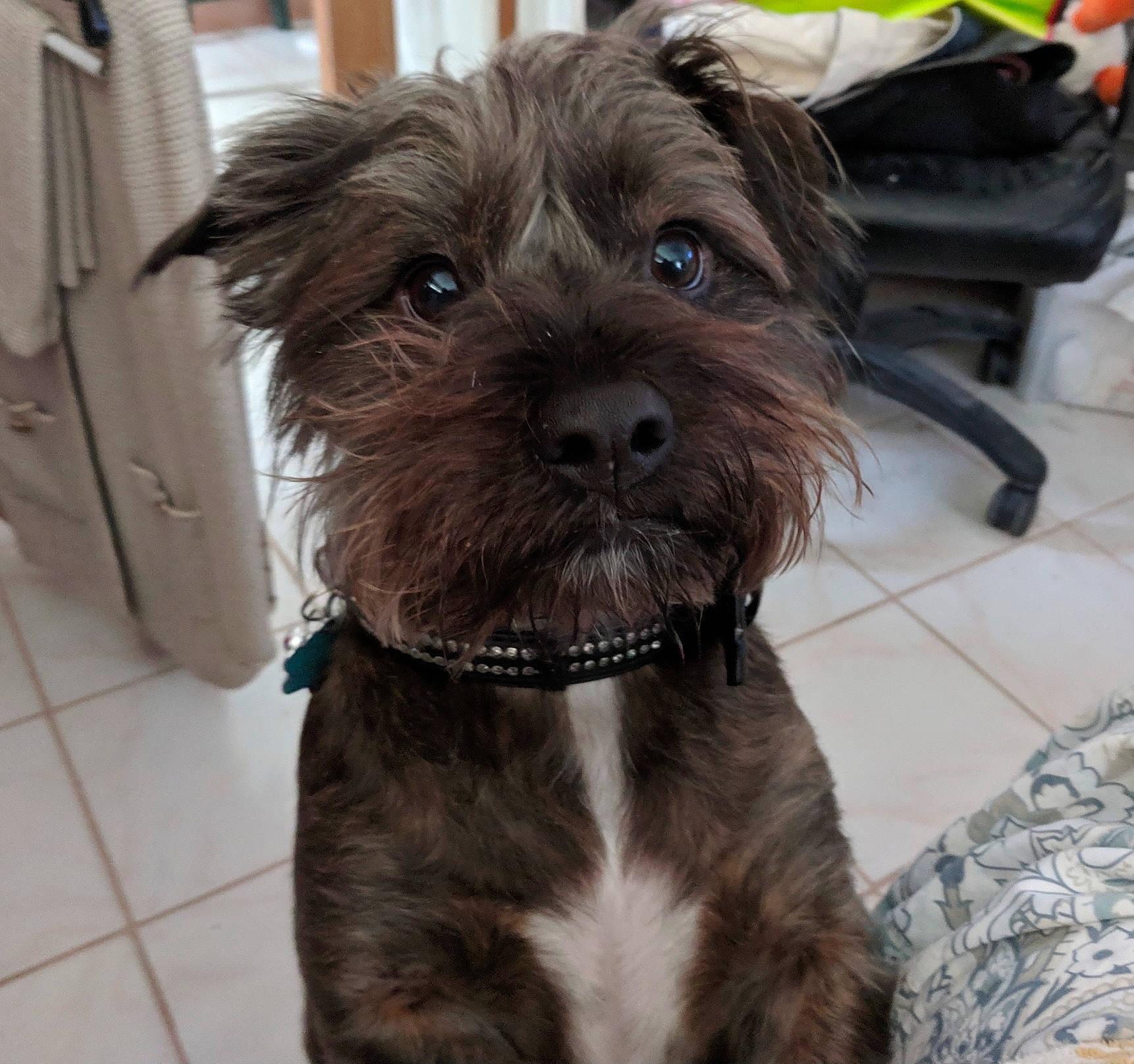 Chewie is registered to the contest to win money with this photo: canidae, carnivore, collar, companion_dog, dog, dog_breed, dog_collar, dog_supply, firefighter, fur, leash, liver, maltepoo, pet_supply, small_terrier, snout, sporting_group, terrestrial_animal, toy_dog, working_animal