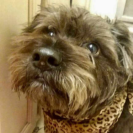 Chewie