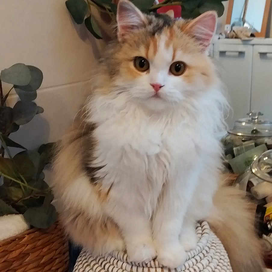Poupette