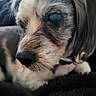 Israel is registered to the contest to win money with this photo: animal, blanket, blurred_background, calm, canine, close_up, companion, cute, dog, ears, face, fur, furry, indoor, muzzle, pet, portrait, resting, small_dog, whiskers