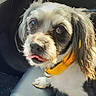 adorable, animal, brown_eyes, car_seat, close_up, companion, cute, dog, domestic_animal, fluffy, friendly, fur, indoor, looking_up, mammal, pet, portrait, small_dog, tongue_out, yellow_collar