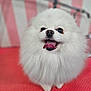 dog, pomeranian, fluffy, white, pet, cute, tongue_out, happy, small_dog, groomed, indoor, table, blurred_background, smiling, fur, animal, companion, friendly, cute_pet, portrait