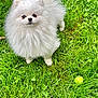 dog, pom, pomernian, fluffy, white_dog, grass, tennis_ball, pet, outdoor, playful, cute, small_dog, fur, animal, nature, green_grass, looking_up, toy, summer, daylight