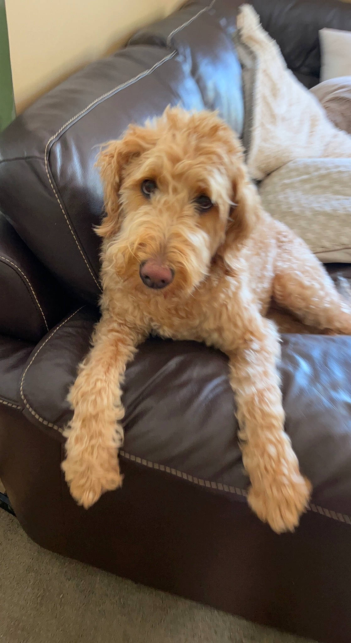 Haley is registered to the contest to win money with this photo: canidae, carnivore, companion_dog, dog, dog_breed, dog_supply, fawn, fur, non_sporting_group, snout, sporting_group, terrestrial_animal, terrier, water_dog, working_animal, working_terrier