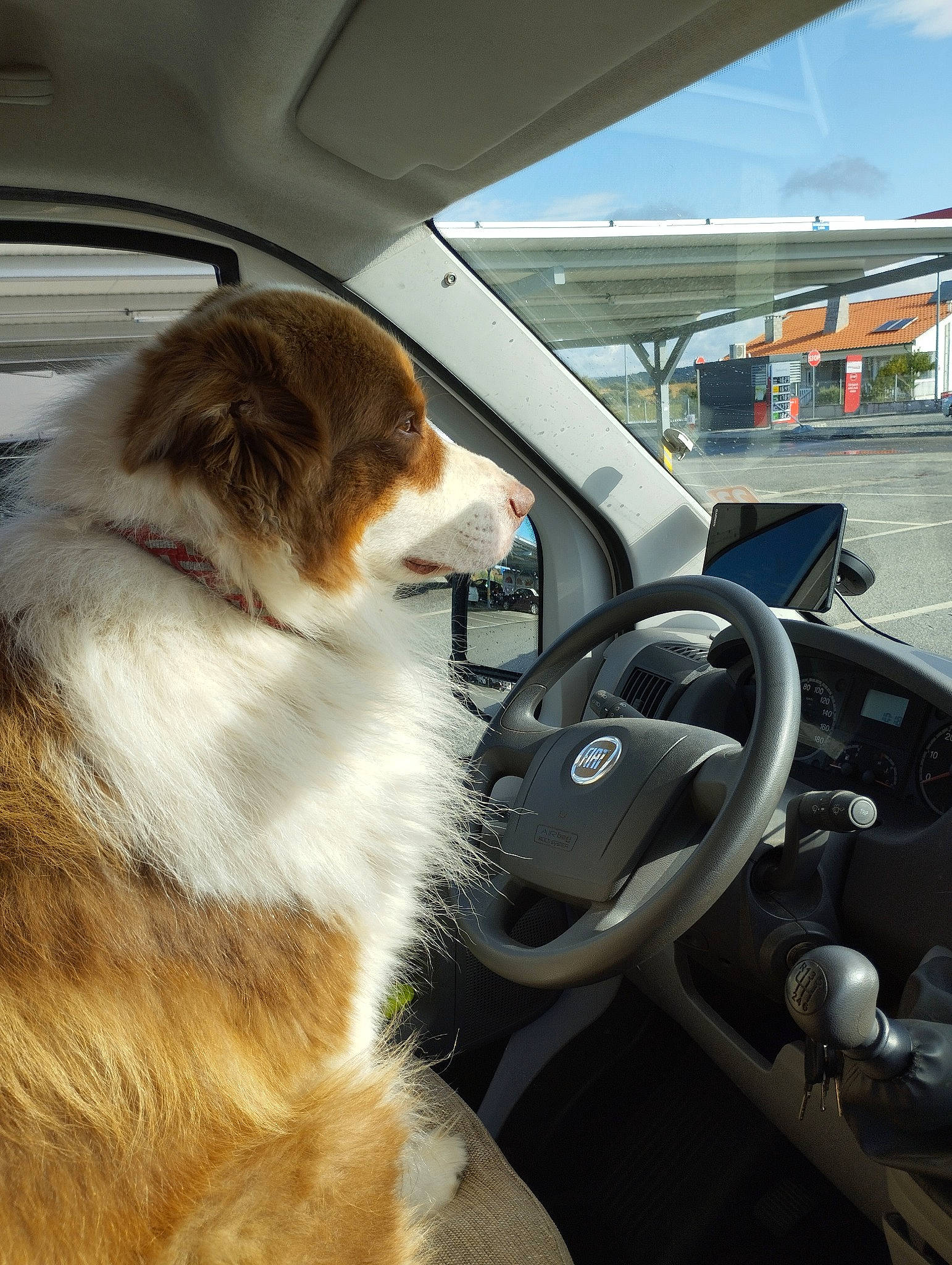 Mouss participe au concours pour gagner de l'argent avec cette photo : auto_part, automotive_design, automotive_exterior, automotive_mirror, automotive_window_part, car, carnivore, companion_dog, dog, dog_breed, family_car, fur, luxury_vehicle, motor_vehicle, personal_luxury_car, sky, steering_wheel, vehicle, vehicle_door, windshield