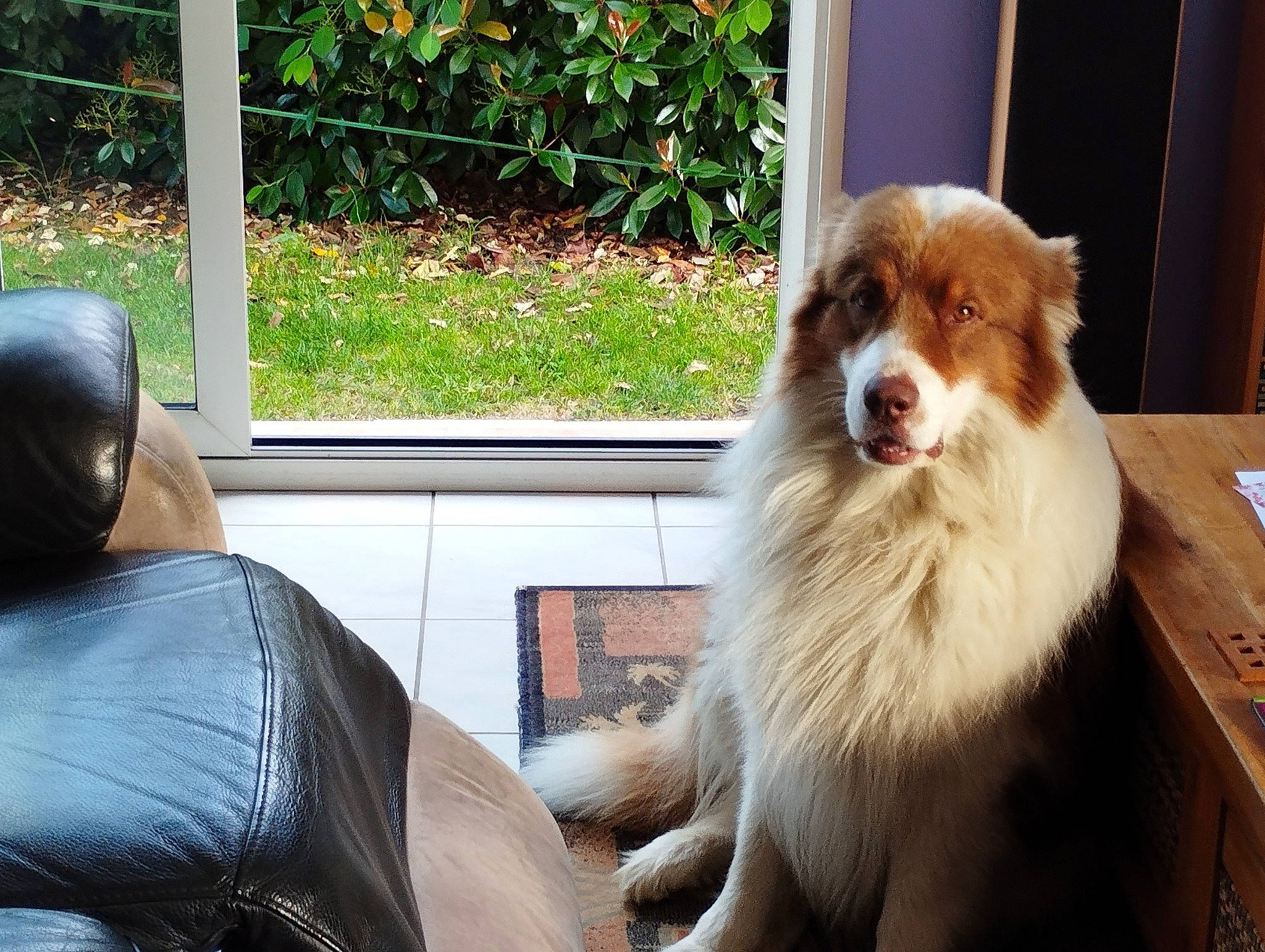 Mouss participe au concours pour gagner de l'argent avec cette photo : canidae, carnivore, companion_dog, dog, dog_breed, door, fur, grass, herding_dog, plant, sitting, snout, sporting_group, terrestrial_animal, whiskers, working_dog