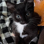 Blakely joined the competition — help win amazing prizes! kitten, black_and_white, cat, pet, animal, feline, whiskers, eyes, blanket, checkered, cozy, indoor, cute, small, fur, young, toy, orange, snuggle, curious