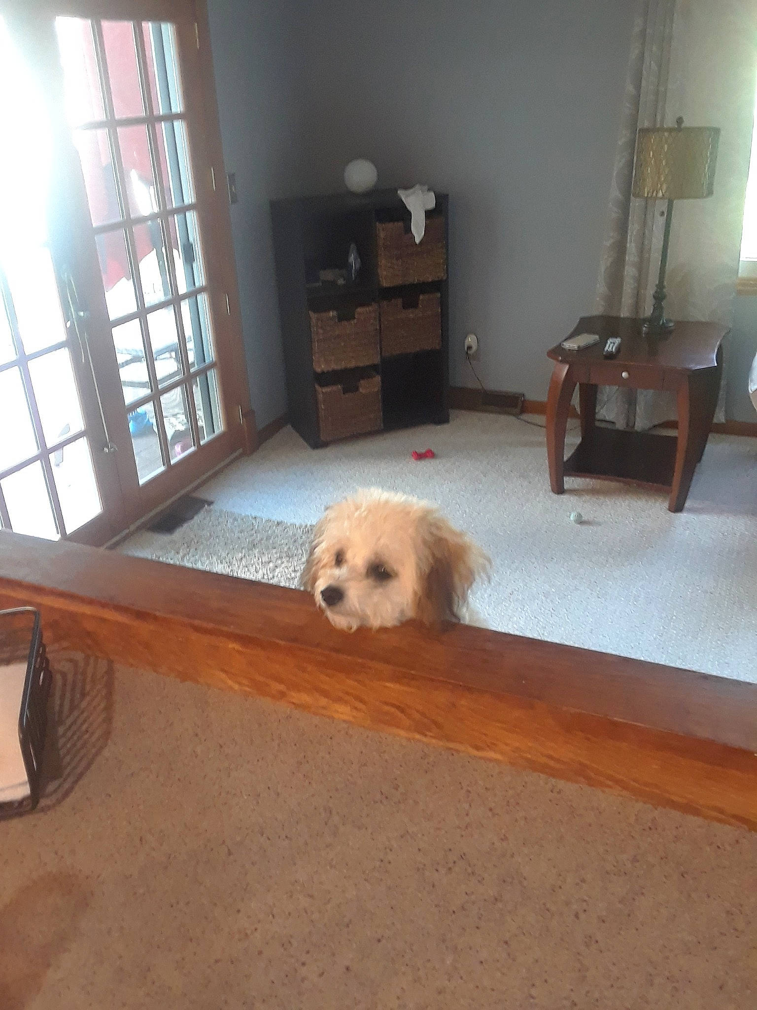 Stella is registered to the contest to win money with this photo: canidae, carnivore, cavachon, cockapoo, companion_dog, dog, dog_breed, floor, flooring, hardwood, home, maltese, mammal, room, sporting_group, tibetan_terrier, tile, vertebrate, wood, wood_flooring