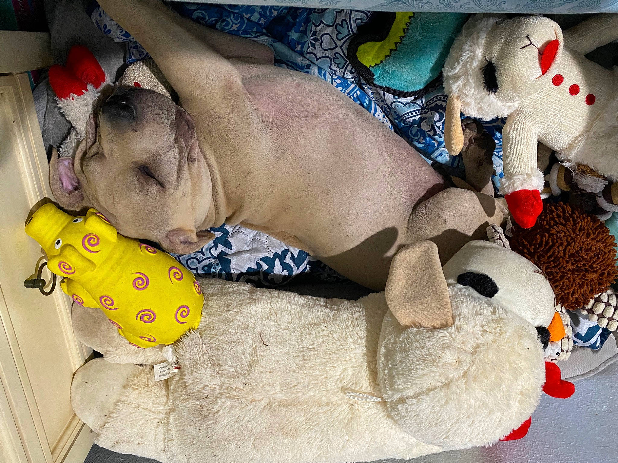 Boomer is registered to the contest to win money with this photo: abdomen, barechested, carmine, chest, comfort, companion_dog, dog, dog_breed, fawn, foot, human_leg, linens, mammal, pattern, room, snout, stuffed_toy, thigh, toy, trunk