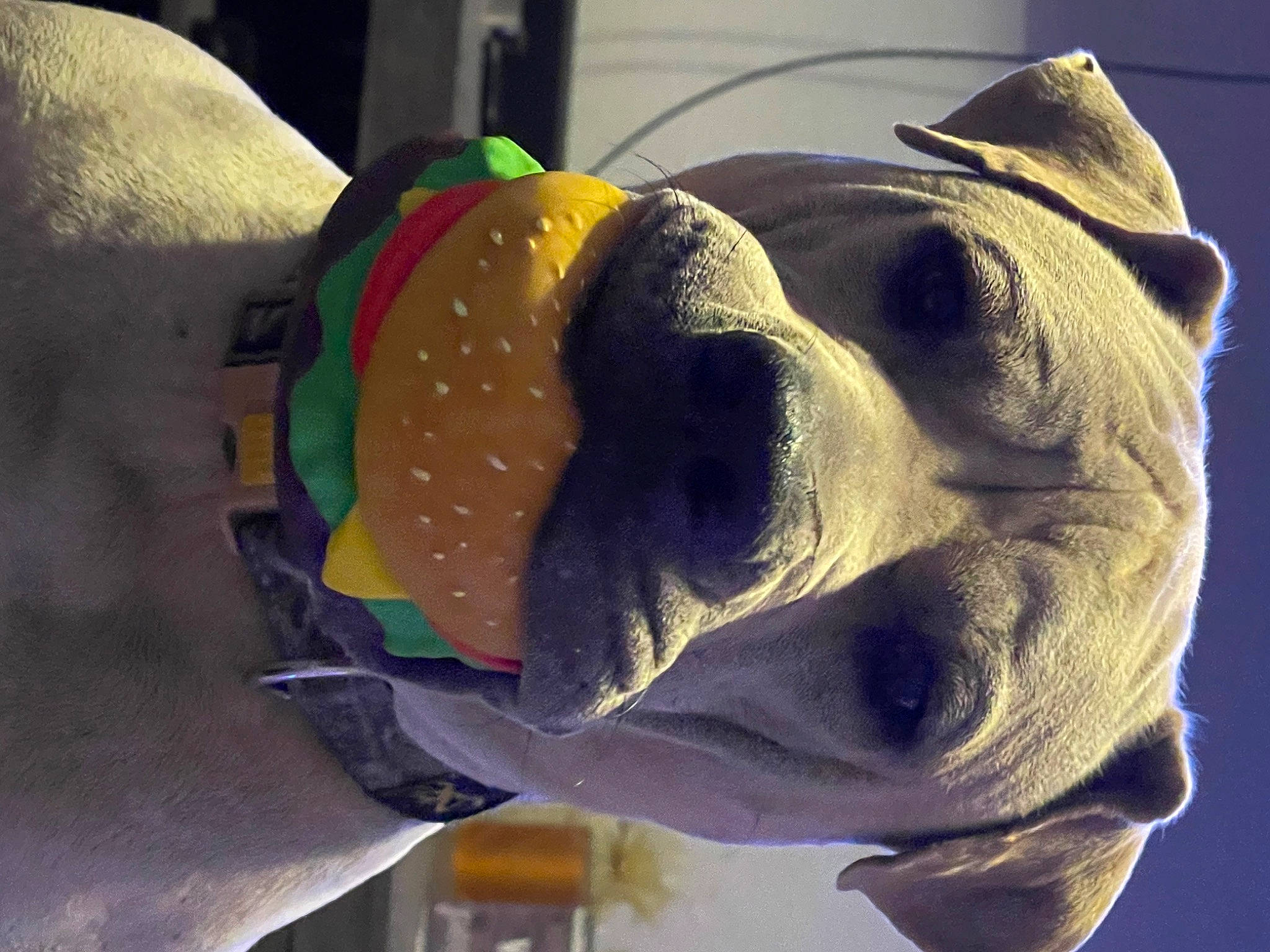 Boomer joined the competition — help win amazing prizes! art, artifact, canidae, carnivore, companion_dog, dog, dog_breed, dog_clothes, dog_supply, fawn, fur, personal_protective_equipment, pet_supply, plush, sculpture, snout, sporting_group, statue, working_animal, wrinkle