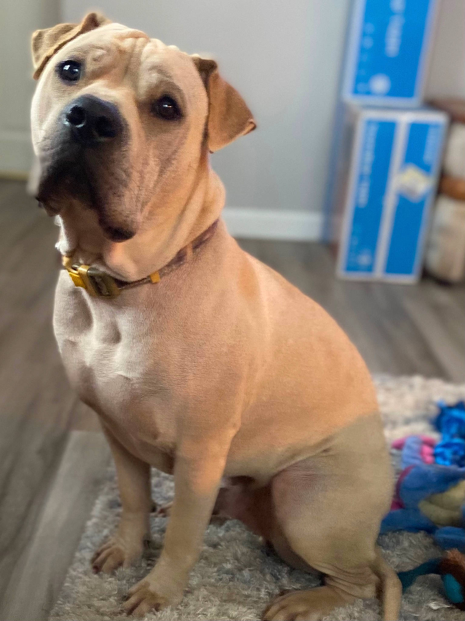 Boomer is registered to the contest to win money with this photo: blue, carnivore, collar, companion_dog, dog, dog_breed, dog_collar, dog_supply, door, fawn, guard_dog, liver, molosser, pet_supply, snout, sporting_group, whiskers, working_animal, working_dog, wrinkle