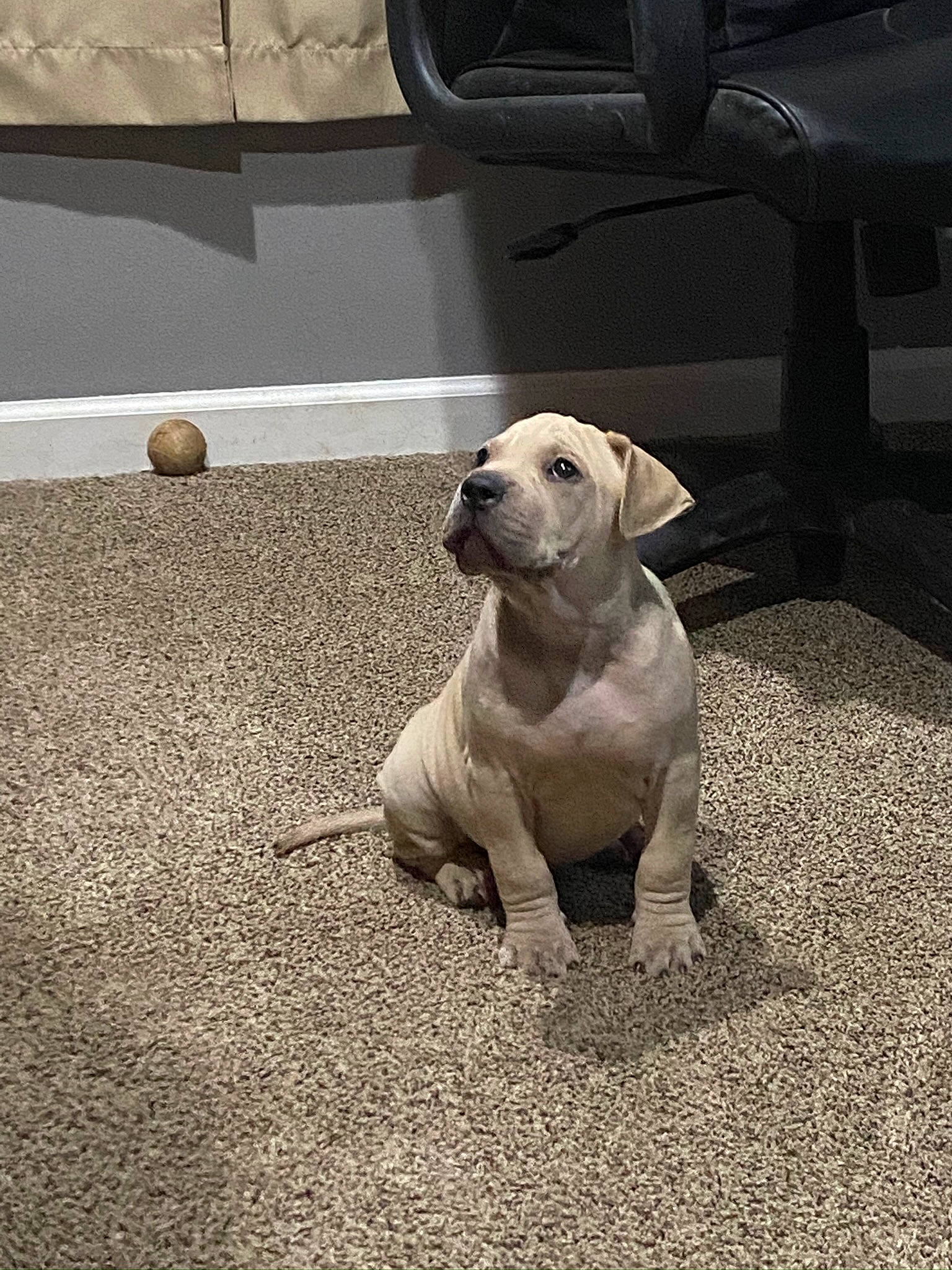 Boomer joined the competition — help win amazing prizes! asphalt, canidae, carnivore, companion_dog, dog, dog_breed, fawn, flooring, grass, grey, mammal, monochrome_photography, road_surface, snout, soil, sporting_group, tail, whiskers, working_animal, wrinkle