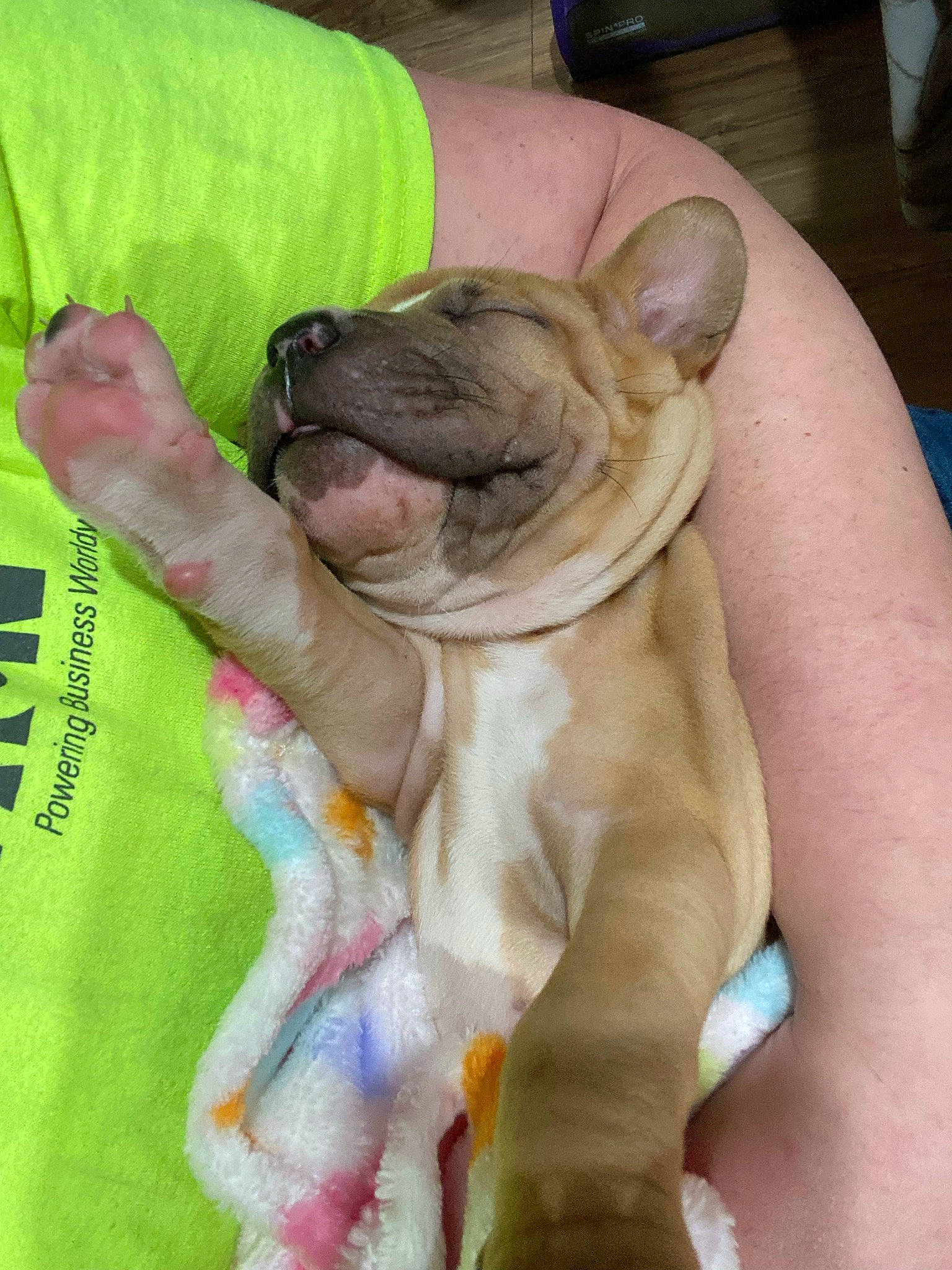 Roxie joined the competition — help win amazing prizes! bulldog, canidae, carnivore, comfort, companion_dog, dog, dog_breed, ear, fawn, felidae, finger, gesture, hand, nail, snout, sporting_group, toy_dog, whiskers, working_animal, wrinkle