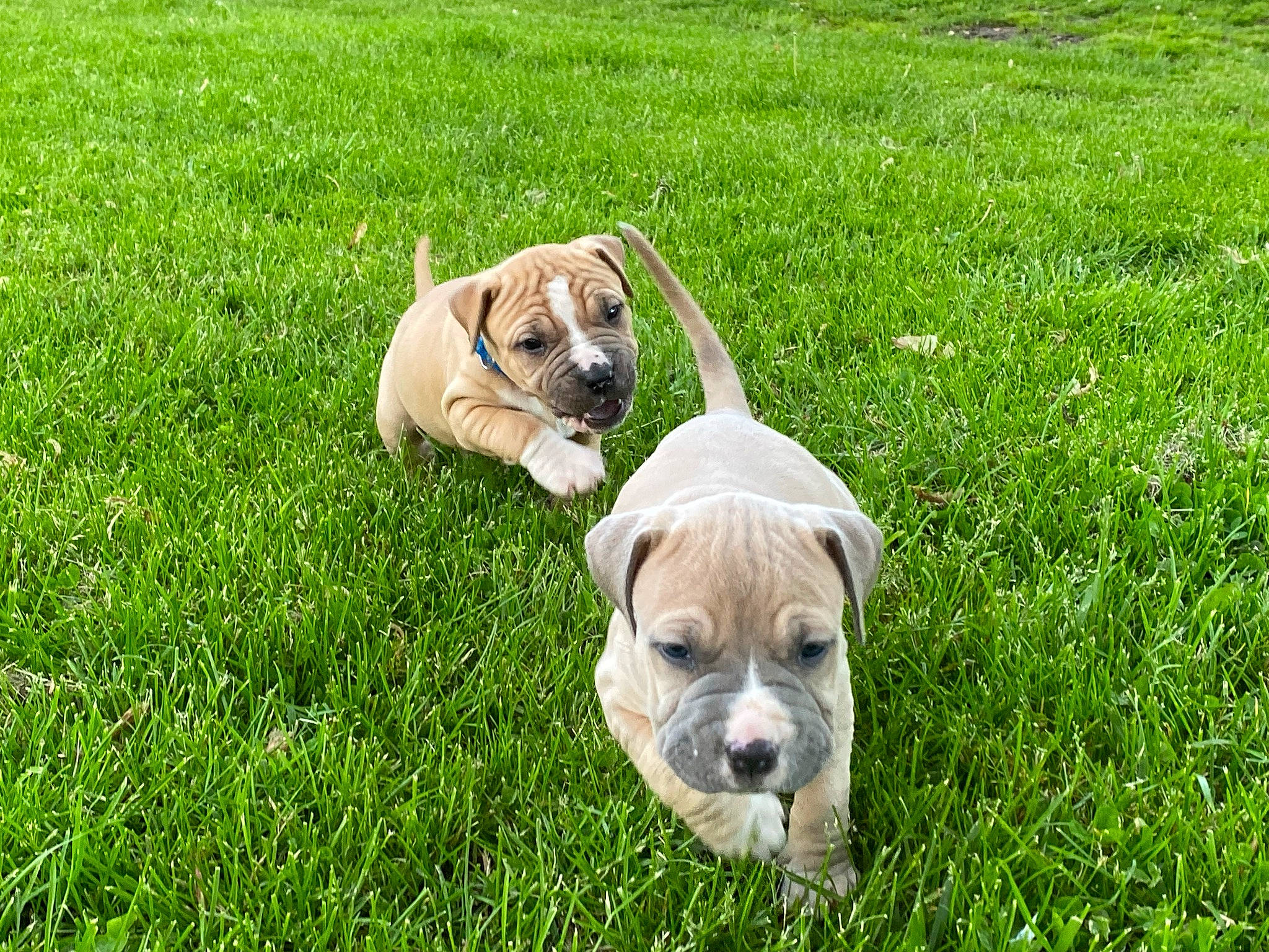 Roxie joined the competition — help win amazing prizes! ancient_dog_breeds, canidae, carnivore, collar, companion_dog, dog, dog_breed, dog_collar, dog_supply, fawn, grass, grassland, groundcover, lawn, pet_supply, plant, snout, sporting_group, toy_dog, working_animal