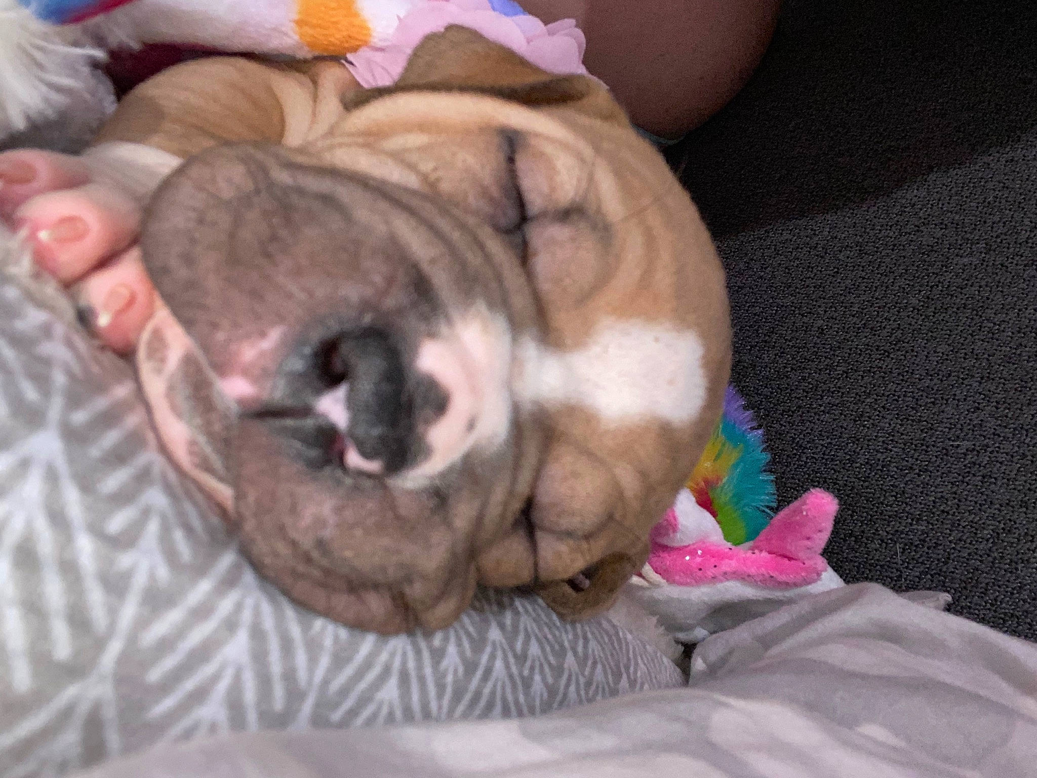 Roxie joined the competition — help win amazing prizes! bulldog, canidae, carnivore, comfort, companion_dog, dog, dog_breed, fawn, felidae, fur, liver, nap, paw, puppy_love, snout, sporting_group, tail, toy_dog, whiskers, wrinkle