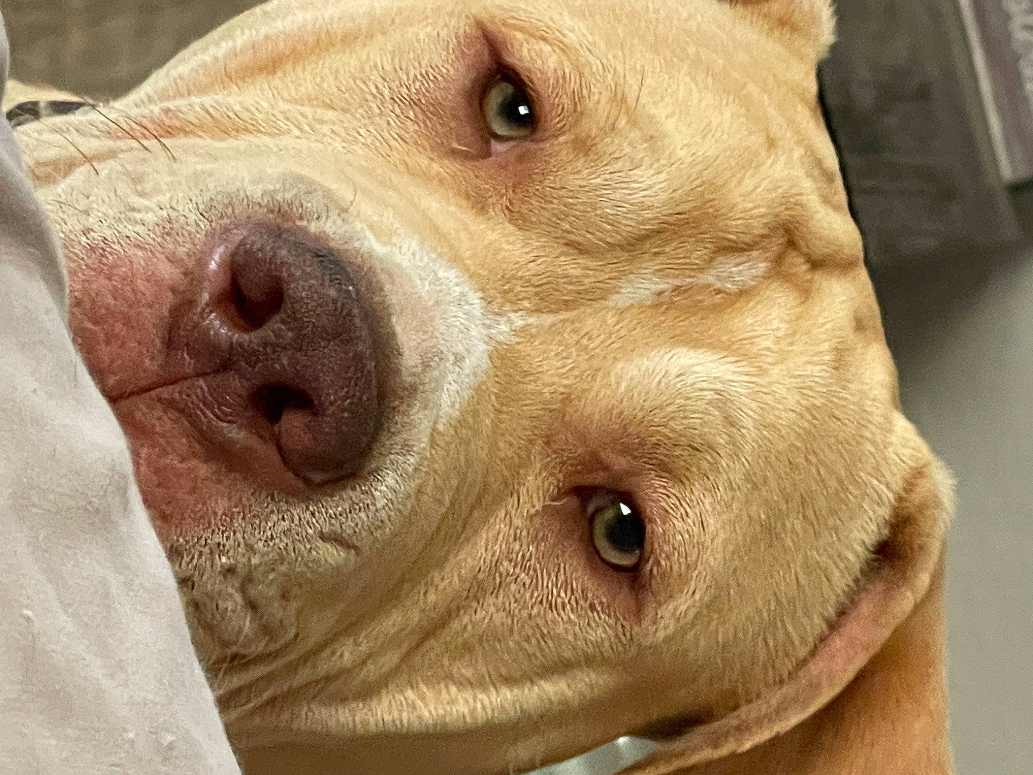 Tater joined the competition — help win amazing prizes! canidae, carnivore, close_up, companion_dog, dog, dog_breed, fawn, fur, jaw, liver, non_sporting_group, nose, pet_supply, snout, sporting_group, suidae, terrestrial_animal, whiskers, working_animal, wrinkle