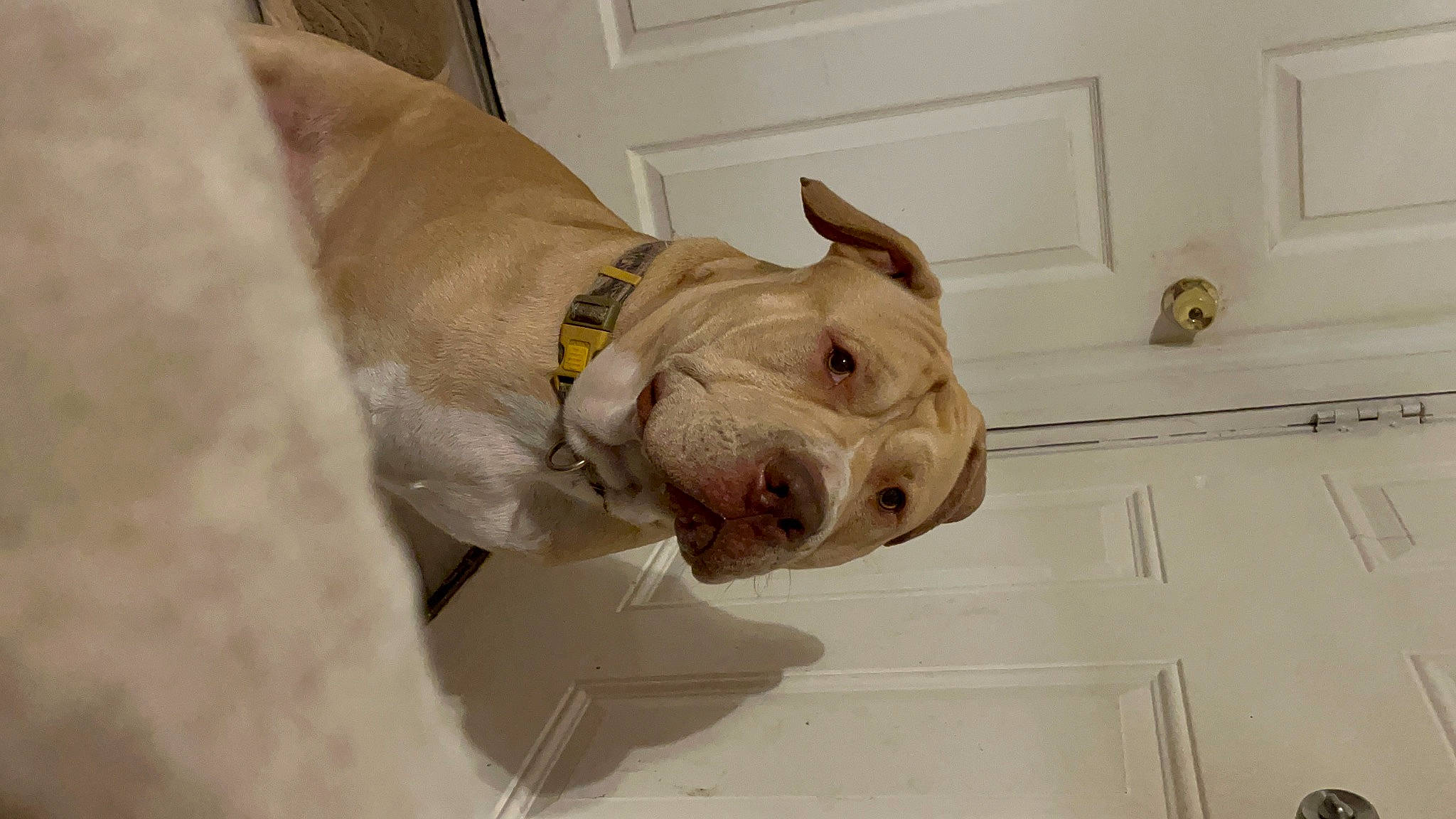 Tater joined the competition — help win amazing prizes! art, canidae, carnivore, collar, companion_dog, dog, dog_breed, dog_collar, door, ear, fawn, light_switch, pet_supply, sculpture, snout, sporting_group, wall_plate, wood, working_animal, wrinkle