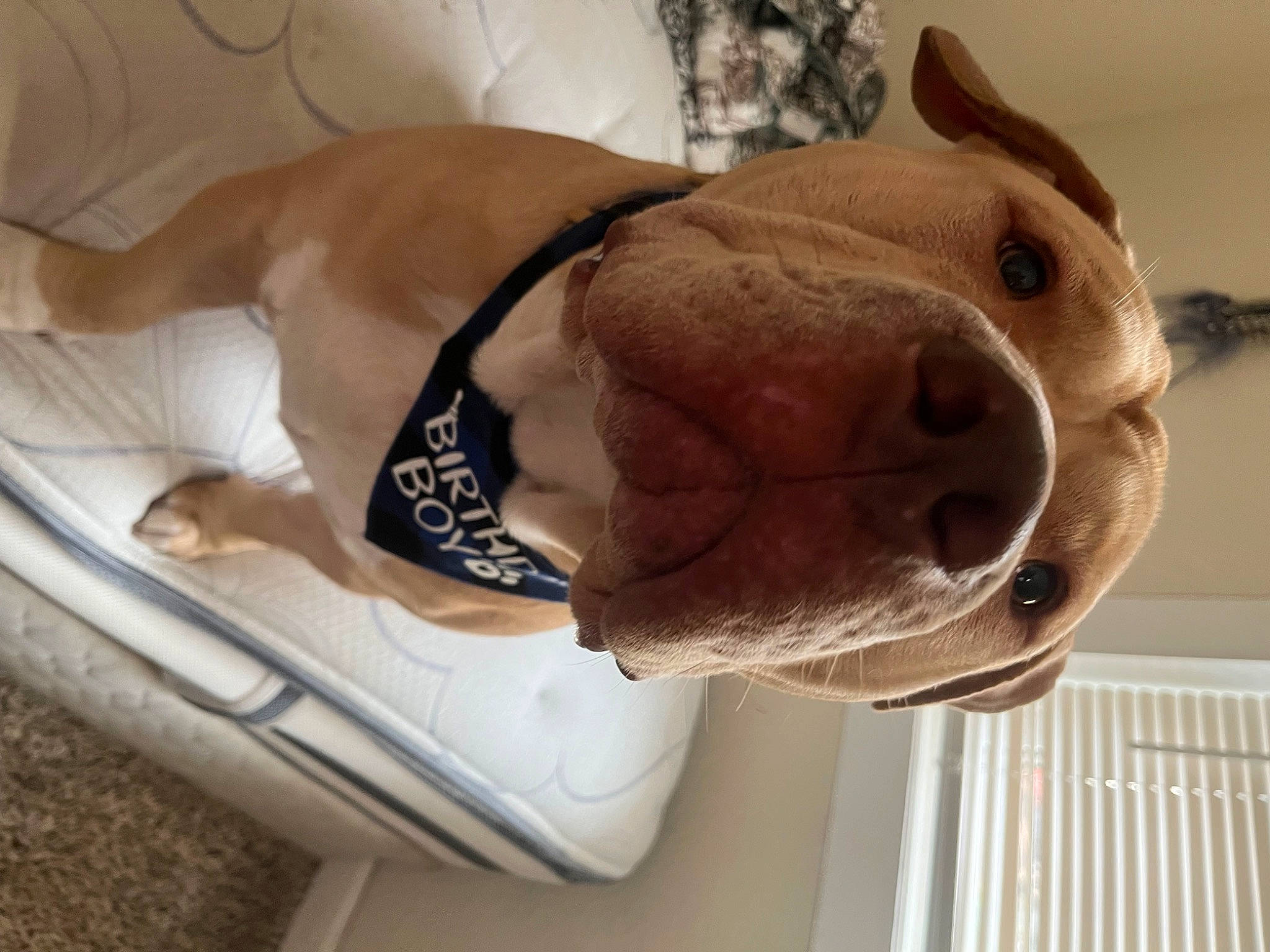 Tater is registered to the contest to win money with this photo: abdomen, chest, comfort, companion_dog, dog, dog_breed, ear, fawn, fur, jaw, linens, nose, snout, stuffed_toy, terrestrial_animal, toy, whiskers, wood, working_animal, wrinkle