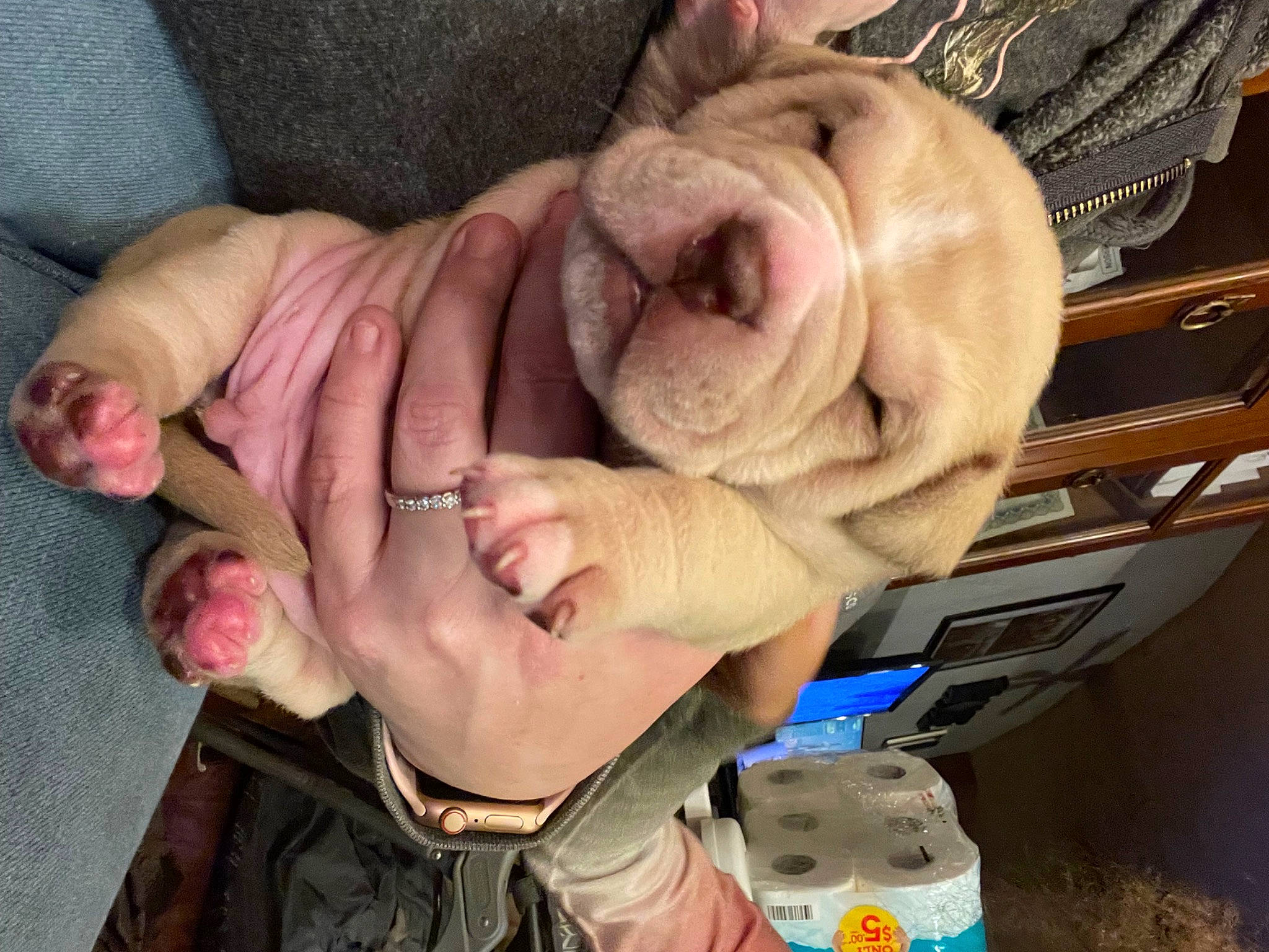 Tater joined the competition — help win amazing prizes! baby, child, comfort, companion_dog, dog_breed, fawn, finger, flesh, fun, fur, gesture, happy, mouth, muscle, nail, smile, snout, thumb, wrinkle, wrist