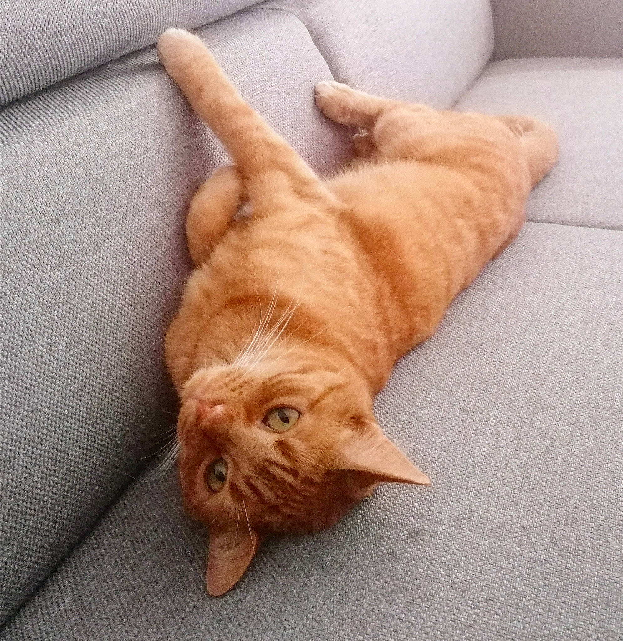 Michel a rejoint le concours — aidez-le/la à gagner de superbes lots ! carnivore, cat, comfort, companion_dog, dog_breed, domestic_short_haired_cat, fawn, felidae, flooring, hardwood, liver, musical_instrument, paw, small_to_medium_sized_cats, snout, sporting_group, tail, terrestrial_animal, whiskers, wood