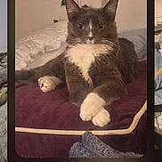 Precious joined the competition — help win amazing prizes! cat, tuxedo_cat, pet, animal, sitting, bed, bedroom, bedding, blanket, white_paws, black_and_white, whiskers, ears, portrait, indoor, cozy, phone_screen, gallery_interface, charging_cable, home