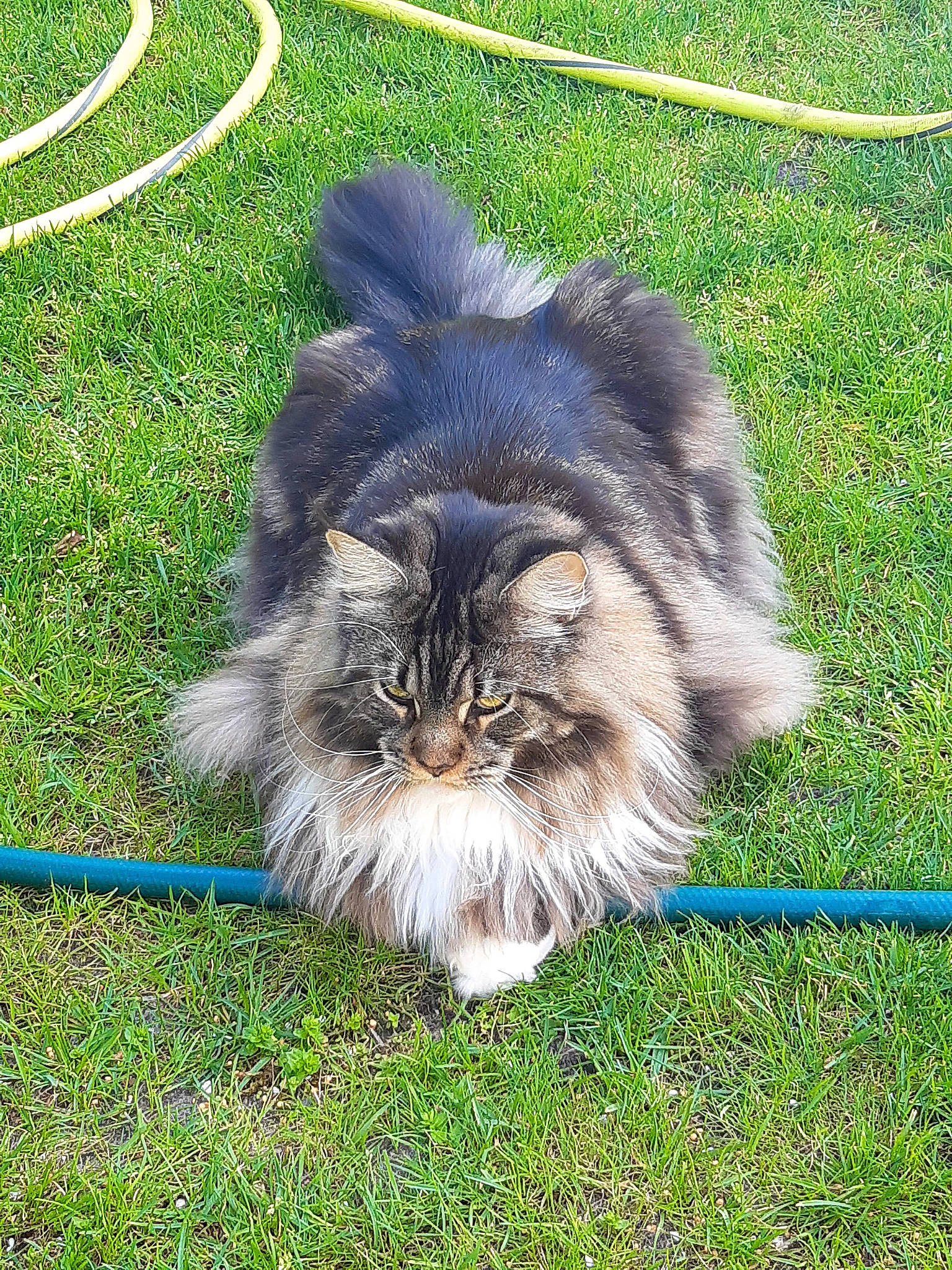 Ruby a rejoint le concours — aidez-le/la à gagner de superbes lots ! annual_plant, british_longhair, carnivore, cat, companion_dog, felidae, flooring, fur, grass, groundcover, motor_vehicle, persian, plant, small_to_medium_sized_cats, snout, tail, terrestrial_animal, whiskers