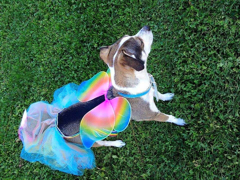 Freckles is registered to the contest to win money with this photo: art, collar, companion_dog, dog, dog_breed, dog_supply, eyewear, fashion_accessory, fawn, fur, grass, groundcover, lawn, lawn_ornament, leash, petal, plant, tail, toy, wing