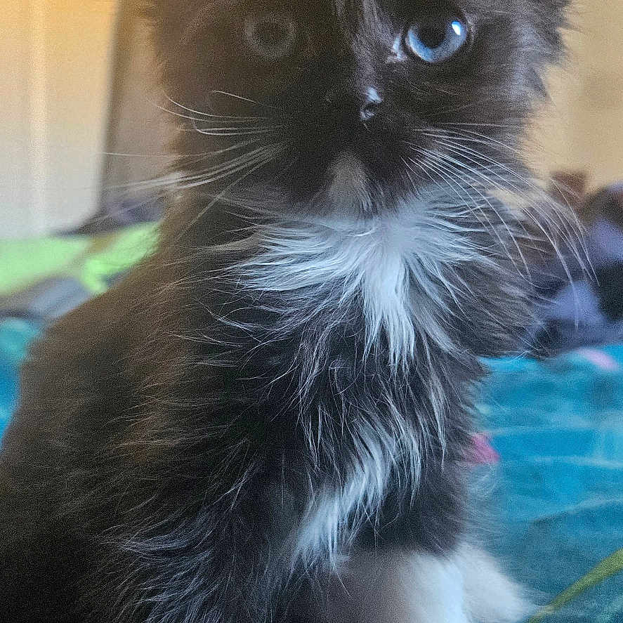 Mole is registered to the contest to win money with this photo: animal, bed, black_and_white, blanket, blue_eyes, cat, close_up, curious, cute, domestic, feline, fur, indoor, kitten, pet, portrait, sitting, soft_light, whiskers, young