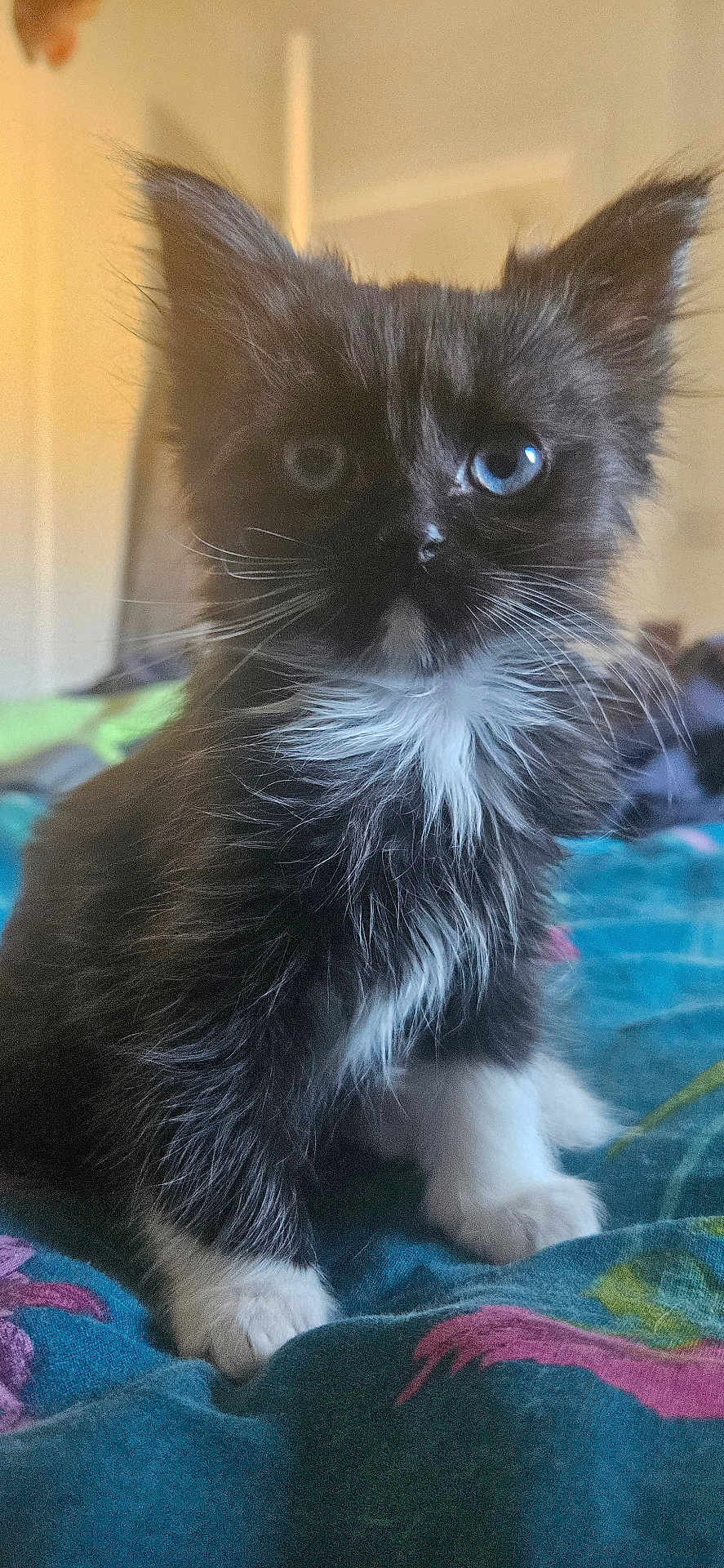 Mole is registered to the contest to win money with this photo: kitten, cat, blue_eyes, black_and_white, fur, whiskers, pet, animal, cute, indoor, bed, blanket, close_up, young, sitting, curious, soft_light, feline, portrait, domestic