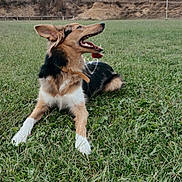 Zeus participe au concours pour gagner de l'argent avec cette photo : animal, canine, cloudy, collar, daylight, dog, ears, field, fur, grass, happy, landscape, lying_down, mammal, nature, outdoor, pet, playful, sky, tongue