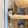 Margot joined the competition — help win amazing prizes! cat, tabby, pink_collar, cat_tree, paw, relaxed, indoor, furniture, plush, dangling_paw, pet, cute, animal, cozy, living_room, lamp, pillow, window, vertical, resting
