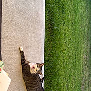 Margot joined the competition — help win amazing prizes! cat, tabby_cat, animal, pet, outdoor, grass, lawn, concrete, relaxed, lying_down, looking, daylight, nature, mammal, whiskers, fur, ears, tail, sidewalk, curious
