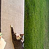 cat, tabby_cat, animal, pet, outdoor, grass, lawn, concrete, relaxed, lying_down, looking, daylight, nature, mammal, whiskers, fur, ears, tail, sidewalk, curious