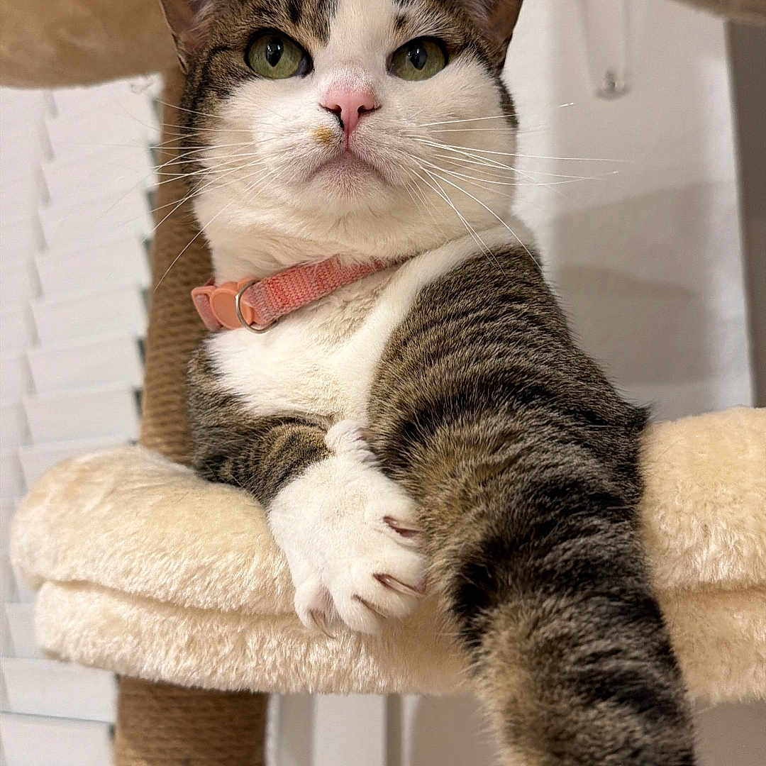 Margot is registered to the contest to win money with this photo: cat, tabby, pet, feline, cat_tree, indoor, animal, whiskers, collar, paws, stretching, cute, fur, relaxed, domestic, mammal, claws, face, ears, eyes