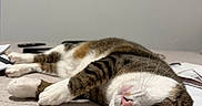 Margot is registered to the contest to win money with this photo: cat, tabby_cat, white_paw, lying_down, bed, indoor, pet, relaxed, fur, whiskers, close_up, animal, cute, sleepy, resting, domestic_cat, pink_nose, striped_fur, calm, cozy